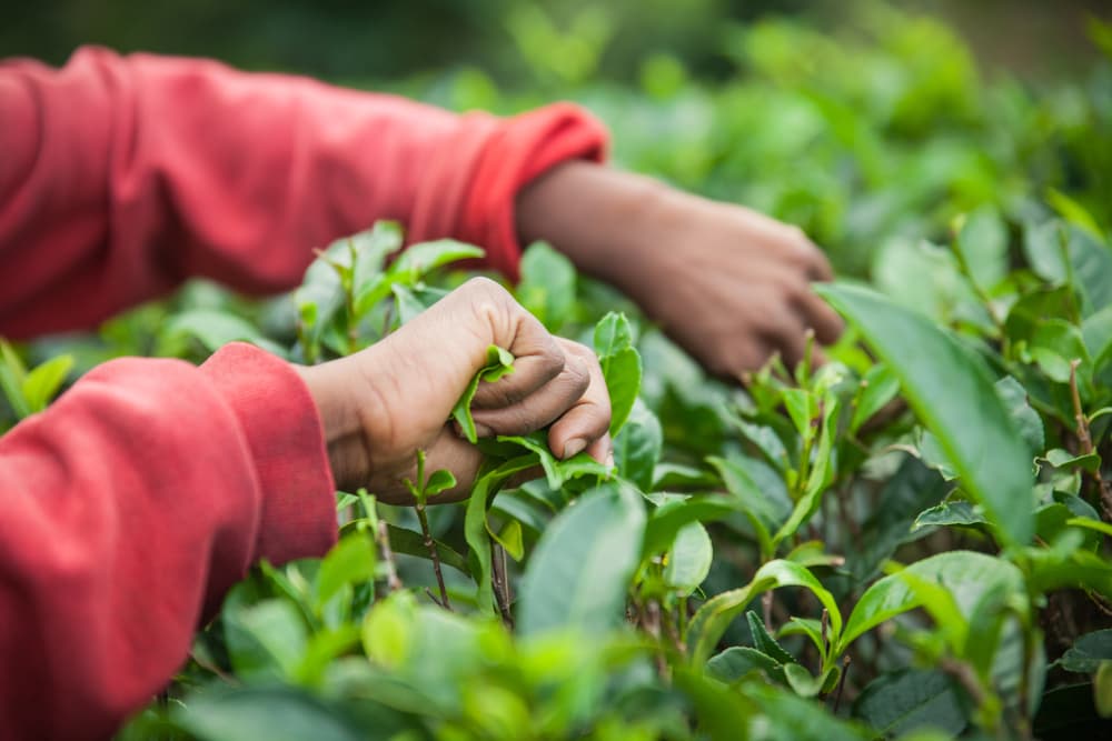 green tea leaf harvesting